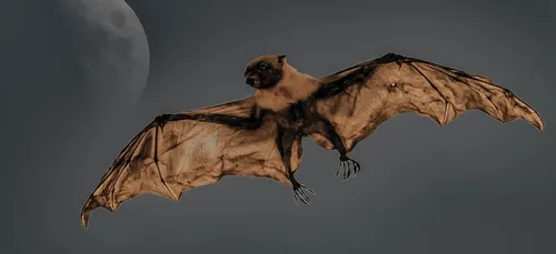 États-Unis : une chauve-souris s’invite à bord d’un avion en vol...