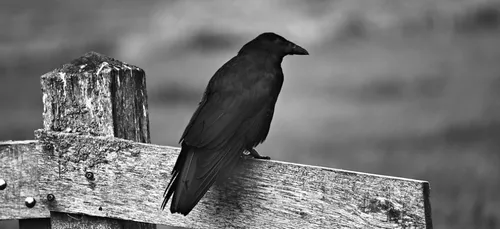 Une touriste porte plainte après avoir été attaquée par un oiseau !