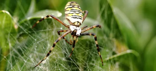 Le réchauffement climatique rendrait les araignées plus agressives !