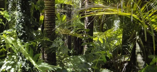 Amazonie : réunion des pays voisins pour sauver la forêt !
