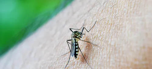 Une épidémie de dengue déclarée en Amérique Latine et dans les...