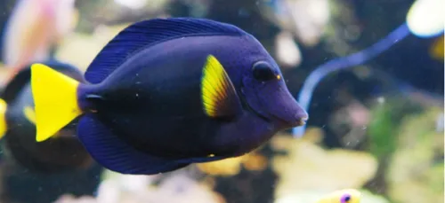 Bon plan : l'Aquarium Tropical propose des nocturnes gratuites tous...