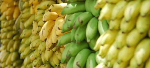 Un champignon attaque la production de bananes en Amérique Latine...