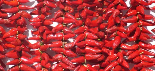 Magrets et foie gras : les marchés flottants du Sud-Ouest sont de...