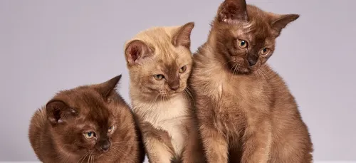 Paris : le premier Festival des chats débarque au Grand Rex