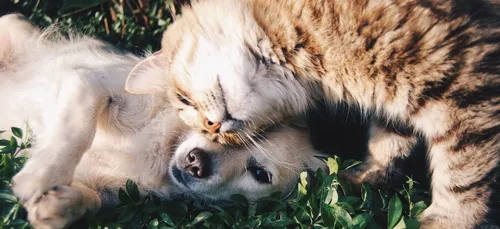 Portes ouvertes de la SPA : adoptez un animal ce weekend en France