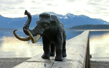 Mexique : les ossements de 14 mammouths ont été découverts