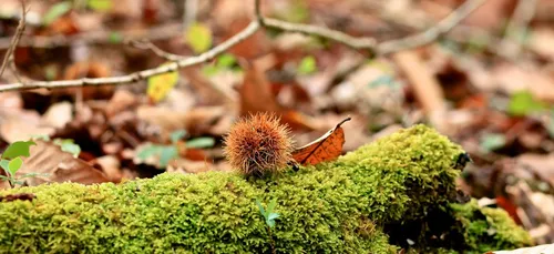 Mangez des châtaignes et fêtez la Saint-Martin au Portugal (vidéo)