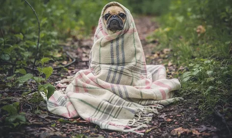 Pour adopter un chien ou un chat, rendez-vous ce weekend !