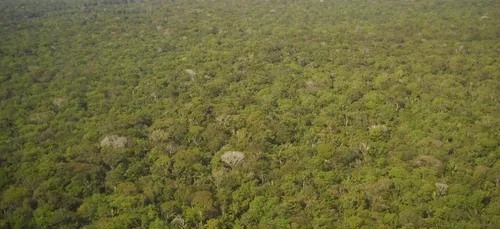 Un partenariat pour sauver la forêt amazonienne