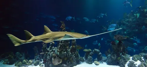 Paris fête Noël avec un Père Noël plongeur et des sirènes