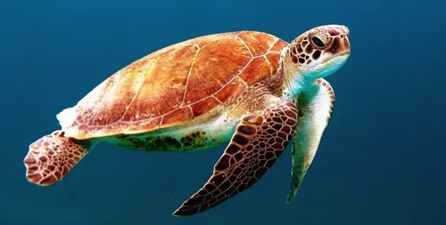 Mexique : près de 300 tortues sont mortes à cause d’une marée rouge