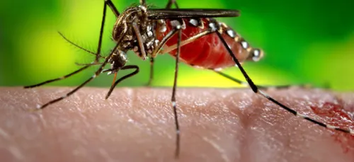 Les cas de Dengue augmentent en Amérique Latine.