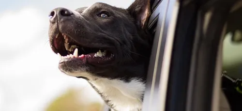 Faute de place dans sa voiture, il roule avec son chien installé...