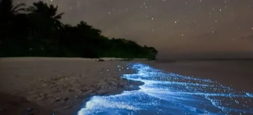 Porto Rico : découvrez Mosquito Bay, la baie la plus lumineuse au...