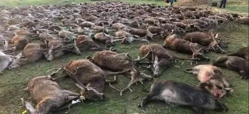 540 animaux abattus : une partie de chasse suscite l’indignation au...