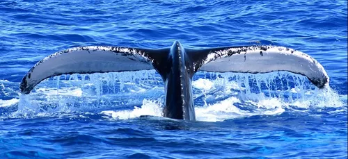 Golfe du Mexique : une nouvelle espèce de baleine découverte