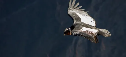 Bolivie : des condors des Andes, espèce protégée, retrouvés morts...