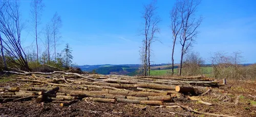 Les poumons de la Terre brûlent