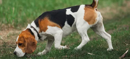 Au Mexique, les chiens reniflent le Covid-19
