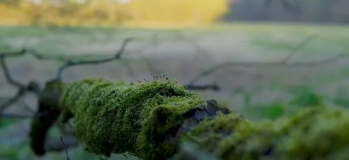 L’Amérique Latine promulgue son premier traité environnemental