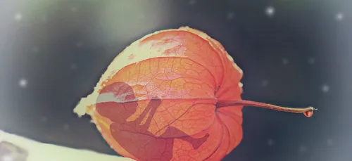 Équateur : dépénalisation de l'avortement en cas de viol