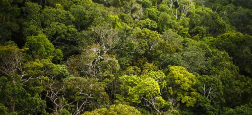 Brésil : un juge ordonne au gouvernement de protéger des peuples...