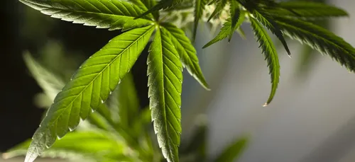 Le Mexique dépénalise la marijuana