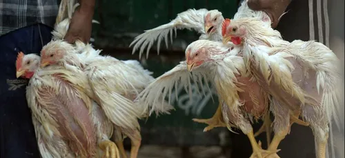 Un foyer de grippe aviaire a été découvert dans une basse-cour de...