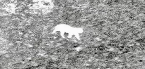 Le grand félin -Autorisation de l'abattre dans le Pas de Calais