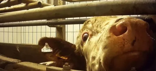 Nouvelle enquête L214 - Abattoir Bigard