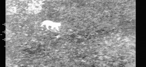 Y a t-il un 2è félin qui se promène dans le Pas de Calais?