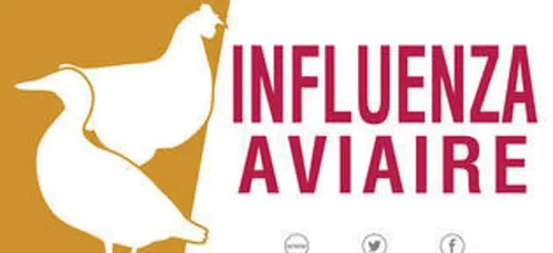 5 élevages touchés par l'influenza aviaire dans le Nord