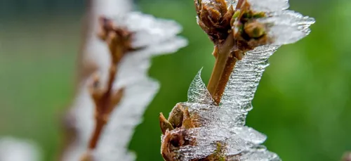De fortes gelées  dans le nord dès ce mardi
