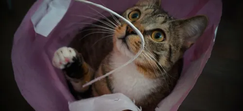 Le bar à chats de Lille ferme ses portes