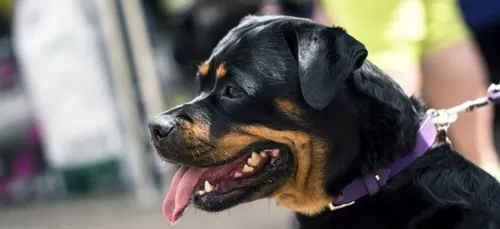 Nord : Une fillette dans un état grave