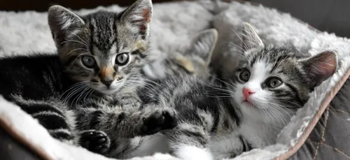 Une soixantaine de chats ont été retrouvés congelés ou enterrés...