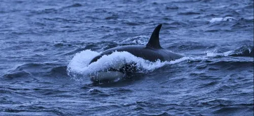 L'orque bloquée depuis plusieurs semaines dans la Seine va être...