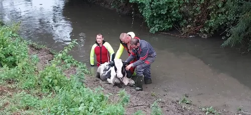 Les pompiers au secours d'une génisse