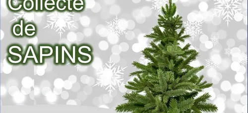 La collecte des sapins naturels dans le Pas de Calais - Voici la liste