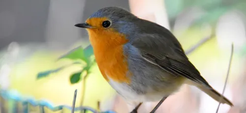 Comptage national Oiseaux des jardins avec la LPO