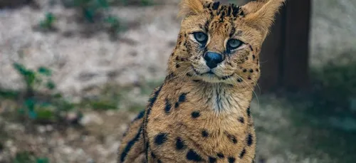 2 servals découverts à Lille Hellemmes