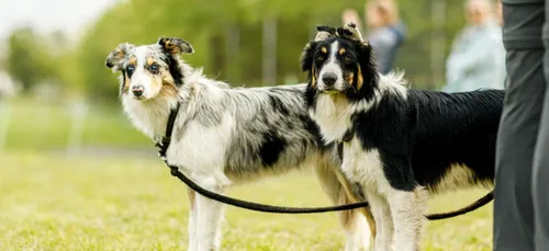 Lille, 1ère ville de France où il fait bon vivre avec son chien