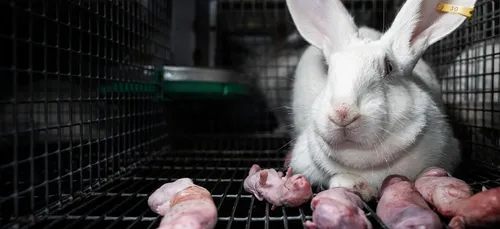 L’association de défense des animaux L214 pointe un élevage de...