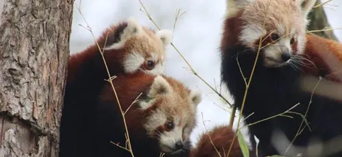 Les 2 jeunes pandas roux du Zoo de Lille ont quitté le Nord !