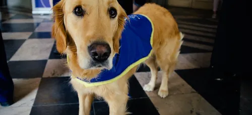 2 chiens d'assistance judiciaire dans le Pas de Calais