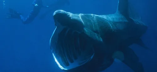 Un requin pèlerin observé chez nous !