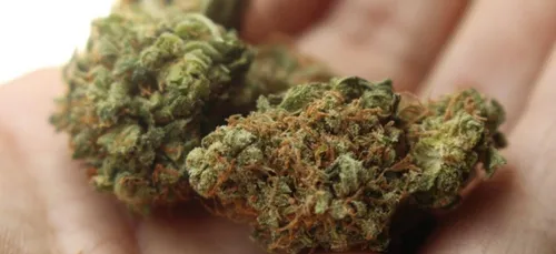 Nouvelle opération anti-drogue dans le Nord