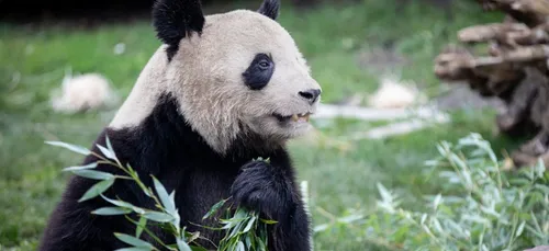 Le 1er bébé panda né en France quitte l'hexagone !