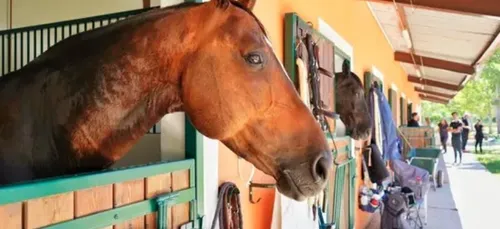 Les écuries de Verlin recrute un palefrenier soigneur H/F pour la...